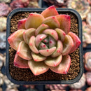 Echeveria 'Orange Champaign' 2" Succulent Plant