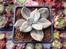 Echeveria 'Xichuensis' 2" Succulent Plant