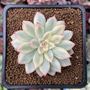 Echeveria 'Mebina' Variegated 2" Succulent Plant