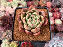 Echeveria 'Sharman' 3" Succulent Plant