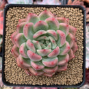 Echeveria Agavoides 'Bradley' 3" Succulent Plant