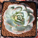 Echeveria 'Mont Blanc' 3" Powdery Succulent Plant