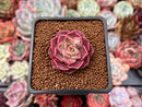 Echeveria 'Mohican' 1"-2" Succulent Plant