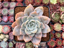 Echeveria 'La Bamba' 3" Succulent Plant