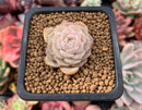 Echeveria sp. 1" Succulent Plant