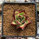 Echeveria Agavoides 'Jelly Cassiopeia' 2" Succulent Plant