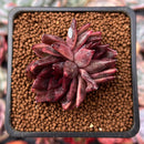 Echeveria Agavoides 'Nike' 2" Cluster Succulent Plant
