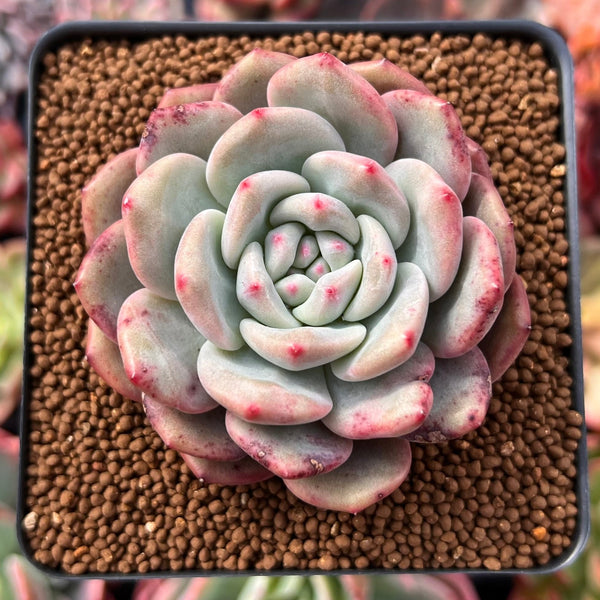 Echeveria 'Ariel' 2