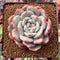 Echeveria 'Ariel' 2"-3" Succulent Plant