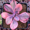 Echeveria 'Angel Wings' Variegated 3" Succulent Plant