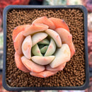 Echeveria 'Lemon Tree' 2" Succulent Plant