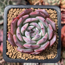 Echeveria 'Horizon' 1"-2" Succulent Plant