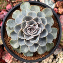 Echeveria 'Swell Race' 4"-5" New Hybrid Succulent Plant