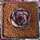 Echeveria 'Chocolate Grace' 1" New Hybrid Succulent Plant