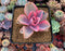 Echeveria 'Rainbow' Variegated 4" Succulent Plant