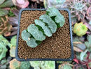 Haworthia Truncata 'White Mammoth' 1"-2" Succulent Plant
