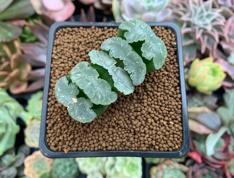 mammoth succulent Haworthia Truncata 'White Mammoth' 1
