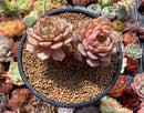Echeveria 'Ben Badis' 4"-5" Cluster Succulent Plant