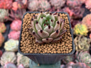 Echeveria Agavoides 'Black Cat' 1" Succulent Plant