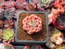 Echeveria 'Herbion' 1" Succulent Plant