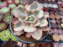 Echeveria 'White Chantilly' 4" Succulent Plant
