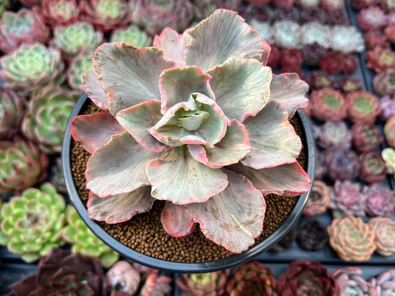 chantilly succulent Echeveria 'White Chantilly' 4" Succulent Plant – True Succulents Plant Co