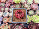 Echeveria Agavoides 'Callisto' 1" Succulent Plant