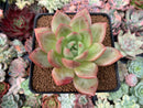 Echeveria 'White Champaign' 3" Succulent Plant