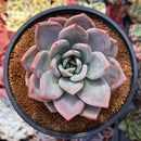Echeveria 'Purple Champaign' 3"-4" Succulent Plant