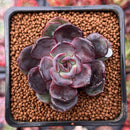 Echeveria 'Black Tan' 1" Succulent Plant