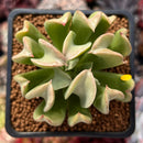 Echeveria 'Black Hawk' 2" Succulent Plant