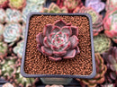 Echeveria Agavoides 'Magic Plot' 1" Succulent Plant