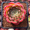 Echeveria 'Melanie' 2" Succulent Plant