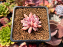 Echeveria 'Devolution' 1" Succulent Plant