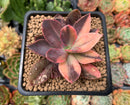 Echeveria 'Hanaikada' Variegated 2"-3" Succulent Plant