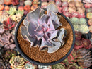 Echeveria 'Valkyrie' 3"-4" Succulent Plant