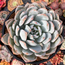 Echeveria 'Ivory' 5" Powdery Succulent Plant