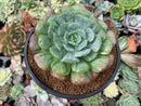 Echeveria 'Pagoda' 4" Succulent Plant
