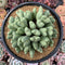 Conophytum 'Bilobum' Large Cluster 5" Succulent Plant