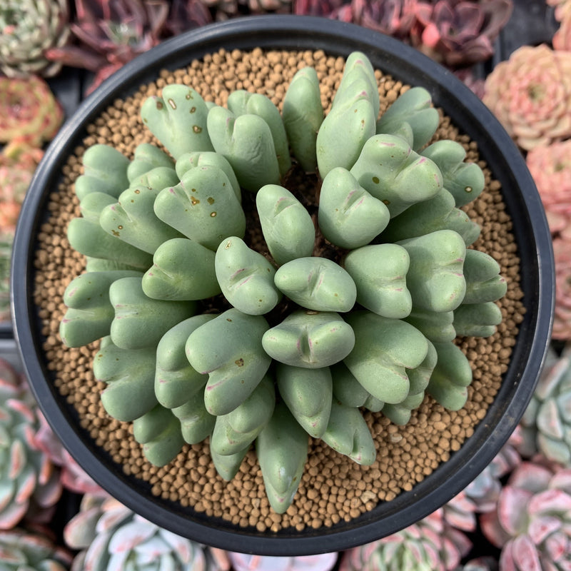 where to buy large succulent plants Conophytum 'Bilobum' Large Cluster 5" Succulent Plant