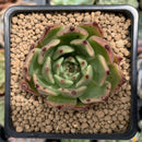 Echeveria Agavoides 'Sarabony' 2" Succulent Plant