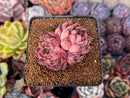 Echeveria 'Nomad' 2" Cluster Succulent Plant