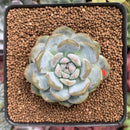 Echeveria 'Orange Monroe' 2" Succulent Plant