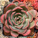 Echeveria 'Glam Pink' 3" Succulent Plan