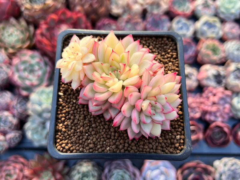 mebina succulent Echeveria 'Mebina' Variegated 2"-3" Succulent Plant – True Succulents Plant Co