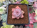 Echeveria sp. 1" Succulent Plant