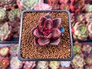 Echeveria Agavoides 'Pine Rose' 1" Succulent Plant
