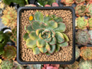Echeveria 'Pulidonis' Variegated 2" Succulent Plant