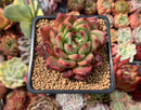 Echeveria Agavoides sp. 2" Succulent Plant