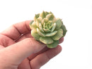 Copy of Echeveria ‘Bluette’ Variegated 2” Rare Succulent Plant